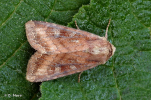 Noctuelle du Thélyptéris (La) © D. Morel