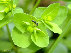 Euphorbe omblette, Essule ronde © Y. Martin