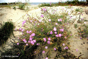 Oeillet des dunes © Michel Garnier