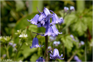 Jacinthe sauvage, Jacinthe des bois, Scille penchée © 