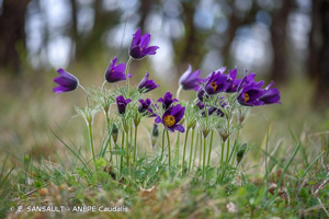 Pulsatille vulgaire © E. SANSAULT - ANEPE Caudalis