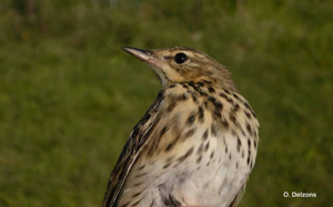 Pipit des arbres © O. Delzons