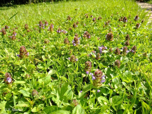 Brunelle commune, Herbe au charpentier © 