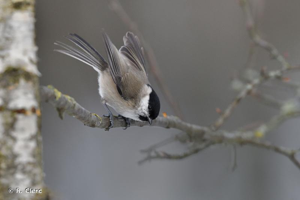 Mésange nonnette © R. Clerc