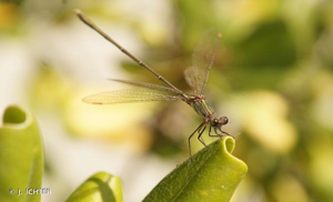 Leste vert © J. ICHTER