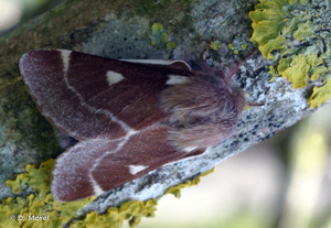 Laineuse du Cerisier (La), Bombyx laineux (Le) © D. Morel