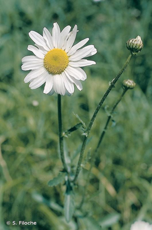 Marguerite commune, Leucanthème commun © S. Filoche