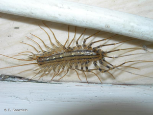 Scutigère véloce © P. Gourdain