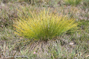 Scirpe cespiteux, Souchet d'Allemagne © R. Dupré MNHN/CBNBP