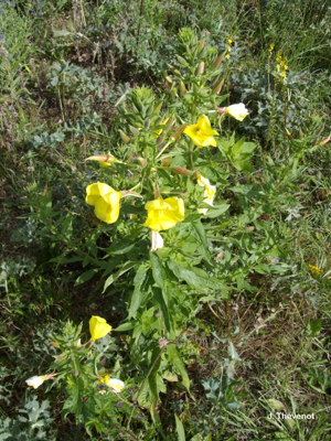 Onagre à sépales rouges, Onagre de Glaziou © J. Thévenot
