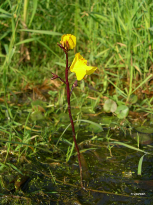 Utriculaire vulgaire, Utriculaire commune © P. Gourdain