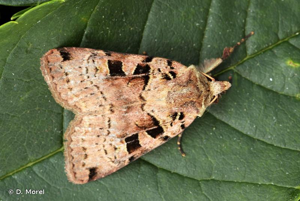 Noctuelle de la Chélidoine (La) © D. Morel