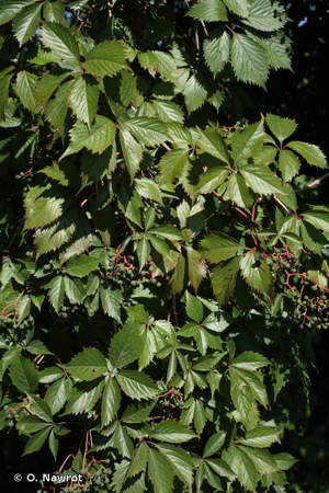 Vigne-vierge commune © O. Nawrot