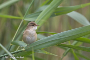 Rousserolle effarvatte © Pierre-Yves Le Bail