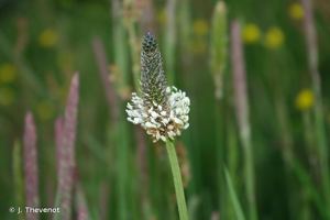 Plantain lancéolé, Herbe aux cinq coutures © J. Thevenot