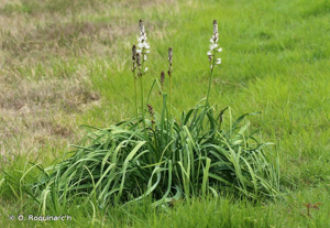 Asphodèle blanc, Bâton royal © O. Roquinarc'h