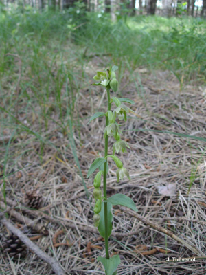 Épipactis des dunes, Helléborine à fleurs vertes, Épipactis à fleurs pendantes © J. Thévenot