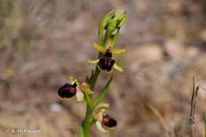 Ophrys de la passion © A.-H. Paradis