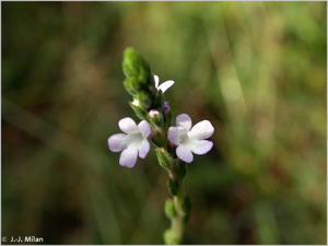 Verveine officinale © 