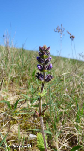 Sauge fausse-verveine © O. Roquinarc'h