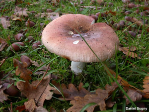 Russule pâlissante © D. Sugny
