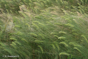 Orge carrée, Orge à quatre rangs © O. Roquinarc'h