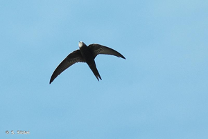 Martinet noir © S. Siblet