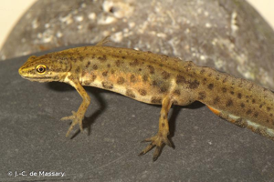 Triton ponctué (Le) © J.-C. de Massary