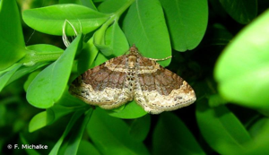 Oxydée (L') © F. Michalke