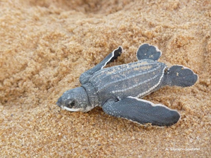 Tortue luth (La) © A. Savouré-Soubelet