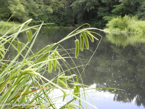 Laîche faux-souchet © P. Rouveyrol