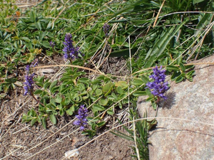 Véronique d'Allioni © 