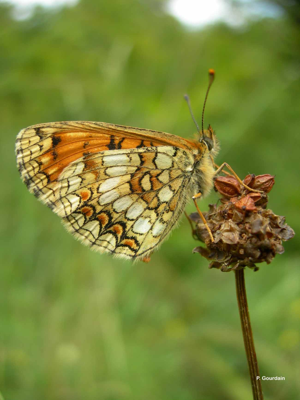 Mélitée de la Lancéole (La), Mélitée des Scabieuses (La), Damier Parthénie (Le) © P. Gourdain