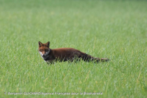  © Benjamin GUICHARD/Agence Française pour la Biodiversité