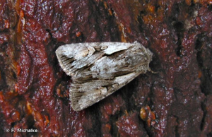 Noctuelle du Millepertuis (La) © F. Michalke