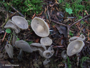 Helvelle à long pied © Gilbert Moyne