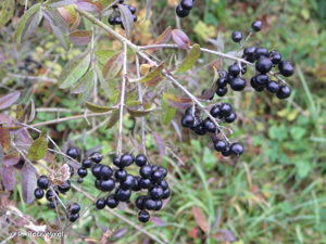 Troëne, Raisin de chien © P. Rouveyrol