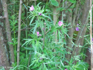 Géranium découpé, Géranium à feuilles découpées © 