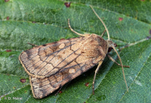 Noctuelle ombragée (La) © D. Morel