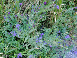 Buglosse officinale © 