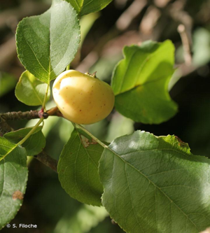 Pommier sauvage, Boquettier © S. Filoche