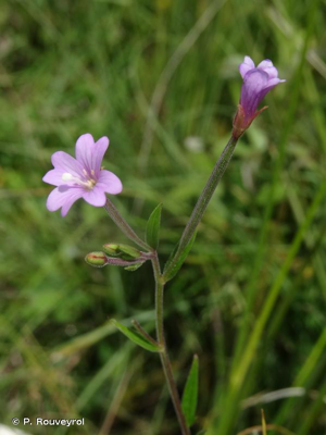 Épilobe vert foncé, Épilobe foncé © P. Rouveyrol