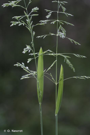 Pâturin de Chaix, Pâturin montagnard © O. Nawrot