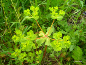 Euphorbe réveil matin, Herbe aux verrues © P. Gourdain