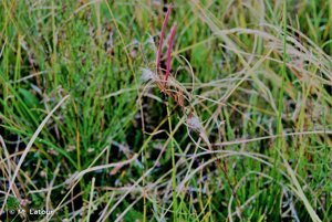 Épilobe des marais © M. Latour