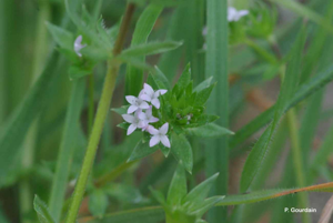 Rubéole des champs, Gratteron fleuri © P. Gourdain