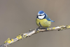 Mésange bleue © R. Clerc