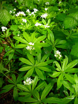 Aspérule odorante, Belle-étoile, Gaillet odorant © P. Gourdain