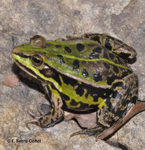 Grenouille de Lessona (La) © F. Serre Collet