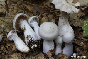 Cortinaire blanc et violet © R. Chalange